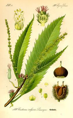 Ilustración botánica del castaño con frutos y hojas.